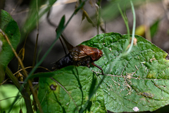 Psorodonotus
