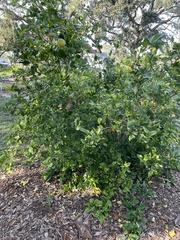 Citrus hystrix