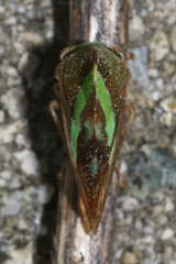 Smilia camelus