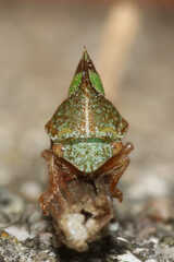 Smilia camelus