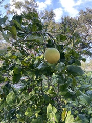 Citrus hystrix