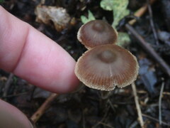Mycena maculata