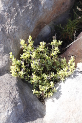 Lampranthus falciformis