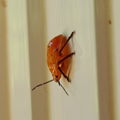 Brontocoris tabidus