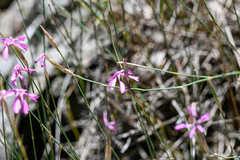 Dianthus orientalis
