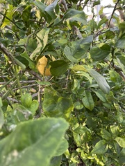 Citrus hystrix