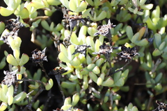 Lampranthus falciformis