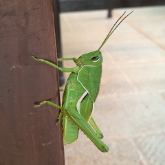 Staleochlora viridicata