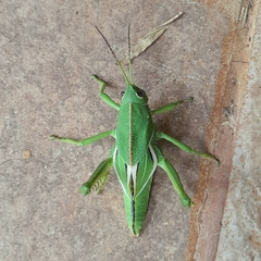 Staleochlora viridicata