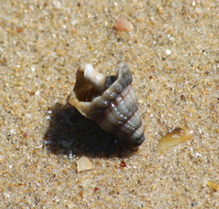 Tritia reticulata