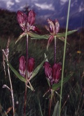 Gentiana purpurea