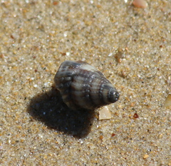 Tritia reticulata