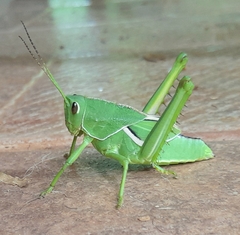 Staleochlora viridicata