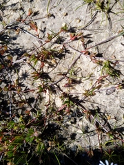 Lampranthus filicaulis