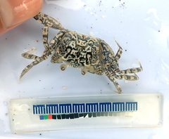 Ocypode gaudichaudii