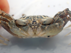 Ocypode gaudichaudii