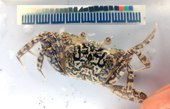 Ocypode gaudichaudii