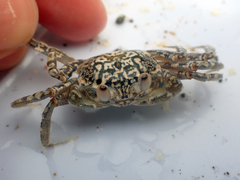 Ocypode gaudichaudii