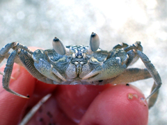 Ocypode gaudichaudii