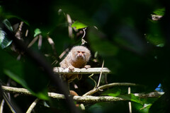 Cebuella pygmaea