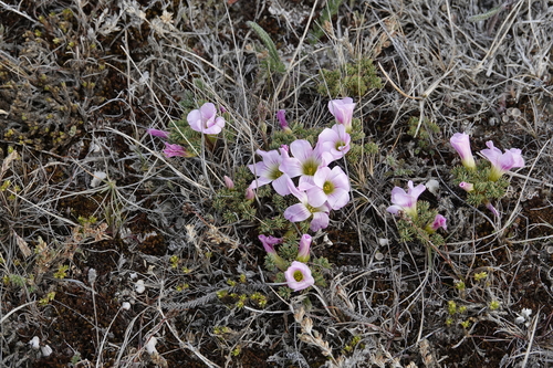 Image of Scurvygrass Woodsorrel (Oxalis enneaphylla) by (c) Paul Prior, some rights reserved (CC BY)