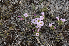 Oxalis enneaphylla