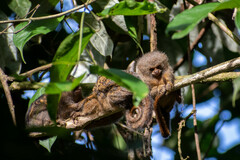 Cebuella pygmaea