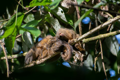 Cebuella pygmaea
