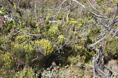 Aspalathus ericifolia ericifolia