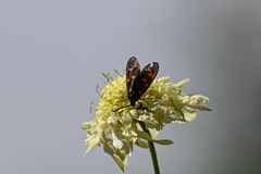 Zygaena filipendulae