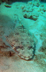 Papilloculiceps longiceps