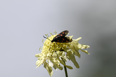 Zygaena filipendulae