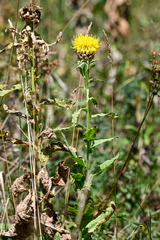 Centaurea macrocephala