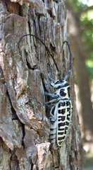 Plectrodera scalator