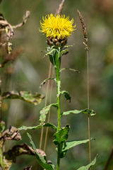 Centaurea macrocephala