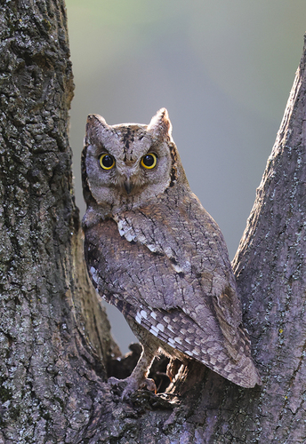 Foto de Eurasian Scops Owl