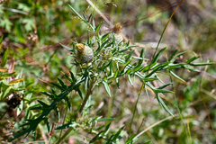 Cirsium kosmelii