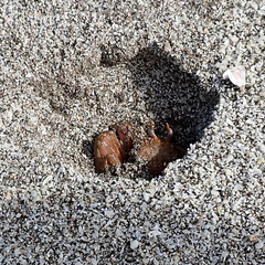 Ocypode gaudichaudii