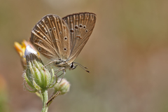 Polyommatus admetus
