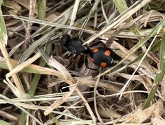 Traumatomutilla grossa