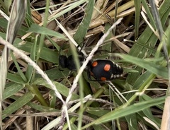 Traumatomutilla grossa