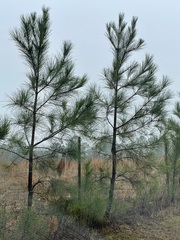 Pinus echinata