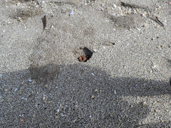 Ocypode gaudichaudii