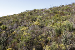Aspalathus ericifolia ericifolia