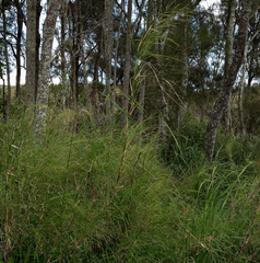 Austrostipa ramosissima