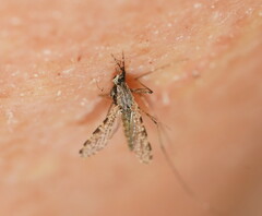 Anopheles annulipes