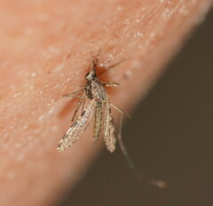 Anopheles annulipes