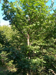 Quercus macranthera