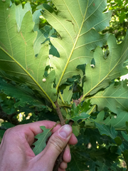 Quercus macranthera