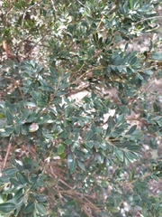 Buxus